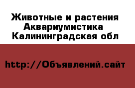 Животные и растения Аквариумистика. Калининградская обл.